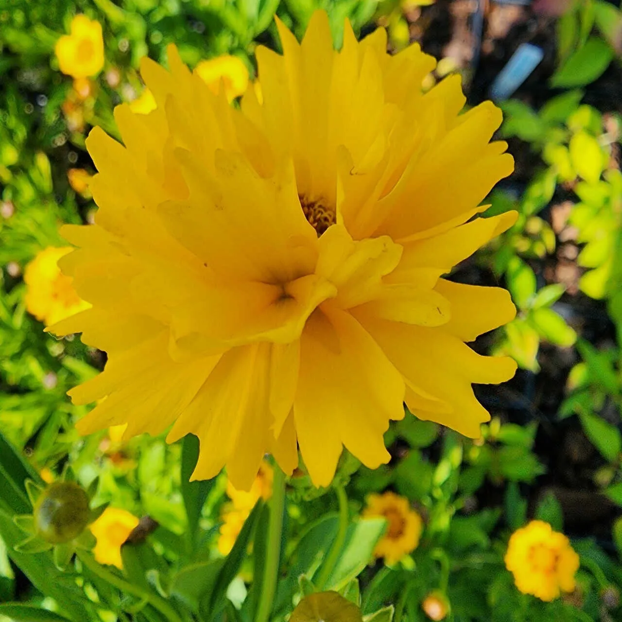 Coreopsis &#39;Golden Globe&#39; Tickseed Yellow Flowering Perennial- Live Plant - $35.00
