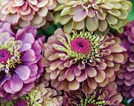 USA Seller Zinnia Queen Red Lime Exotic Unusual Bicolor 40&quot; Tall 2 1 2 3&quot; Flower - £14.38 GBP