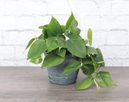 Green heartleaf philodendron 1 thumb200