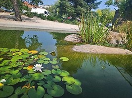 Fresh Water Lilly Seeds For Planting 10 Lotus Seeds Beautiful Flowering Aquatic  - $19.98