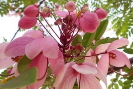 Cassia Nodosa Pink Shower Tree Pink Flowers Fresh Seeds - £14.89 GBP