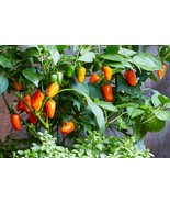 LKS Rainbow Sweet Pepper Seeds 30 Organic Fantastic Flavor Home Garden - €10,55 EUR