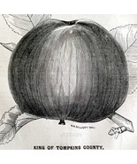 King Of Tompkins County Apple 1863 Victorian Agriculture Steel Plate Art... - $68.07 CAD