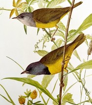 Mourning Warbler Male And Female 1936 Bird Lithograph Color Plate Print ... - $458.55 MXN