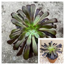 SEPTH Aeonium Zwartkop Succulent Black Rose BEST  Beauty Black Live Plant 1 Gall - £12.05 GBP