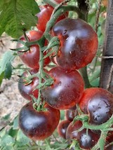 Cascade Village Blue Tomato - 5+ Seeds - Graines - Semillas - Samen - P 379 - $68.74 MXN