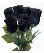 FMG 5 Black Rose Rosa Bush Shrub Perennial Fast Growing - $15.08