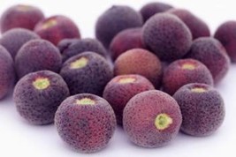 Rare Fruit  &amp; Vegetable Seeds Grewia Asiatica Seeds / phalsa Seasonal Fruit Seed - £11.01 GBP