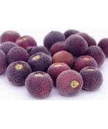 Rare Fruit  &amp; Vegetable Seeds Grewia Asiatica Seeds / phalsa Seasonal Fr... - £10.97 GBP