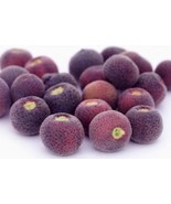 Rare Fruit  & Vegetable Seeds Grewia Asiatica Seeds / phalsa Seasonal Fruit Seed - $13.99