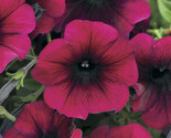 Burgundy Petunia  100 Seeds  Petunia Grandiflora - $8.26 CAD