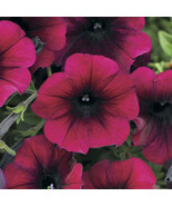 Burgundy Petunia  100 Seeds  Petunia Grandiflora - $8.26 CAD