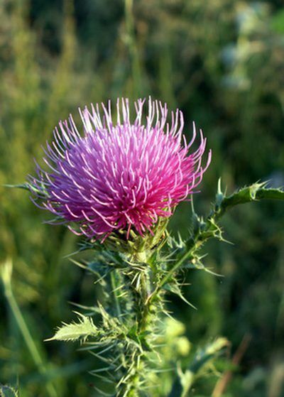 immune support - LIVER DETOX & CLEANSE - milk thistle liver cleanse - 2B 120Caps Item image 7
