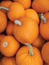 5 Seeds Small Sugar Pumpkin Vegetable Garden Seeds Plant - £10.97 GBP