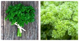 Curled Parsley Seeds 8000 Fresh Garden Seeds Home and Garden - £16.47 GBP