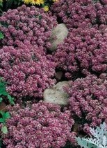 ArfanJaya Alyssum Rosie Oday Flower Seeds - £6.51 GBP