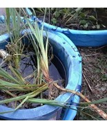 Cold Tolerant Cattail Plant for KOI Ponds (Ships Priority Mail) - $48.74 CAD