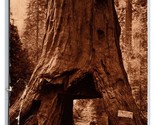 Pioneer Cabin Tree Big Trees California CA Sepia DB Postcard O19 - $4.49