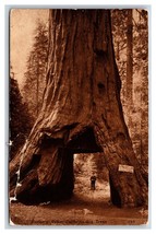 Pioneer Cabin Tree Big Trees California CA Sepia DB Postcard O19 - £3.61 GBP