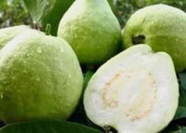 25 Seeds White Guava Taiwan pearl guava Plant Garden - £6.19 GBP