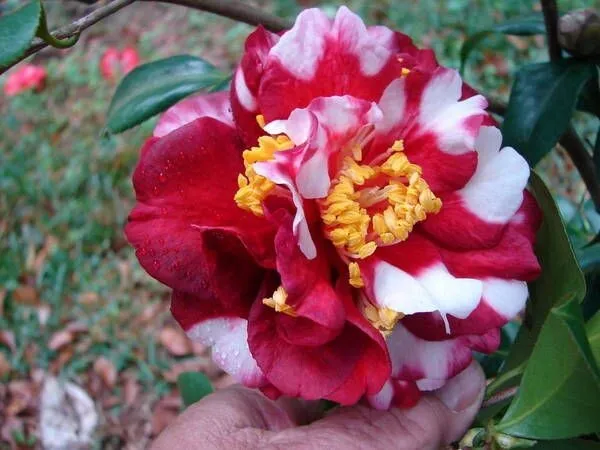 Emmett Pfingsti Unique Bloom Camellia Japonica Live Starter Plant Fresh Garden
