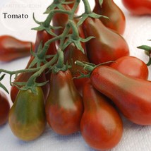 Chocolate Pear-shaped Cherry Tomato 100 seeds organic tasty edible vegetables - £5.37 GBP
