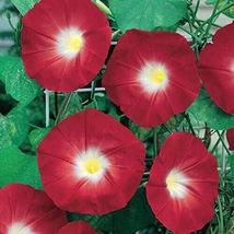 FH - 25 Red Morning Glory Seeds - £5.49 GBP