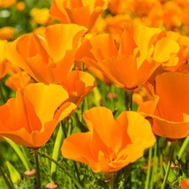 15,000 Poppy Seeds California Poppy Perennial STARTS NURSERY - Outdoor Living - £42.36 GBP