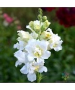 Fresh 1000 Madame Butterfly Ivory Snapdragon Seeds for Garden - €9,41 EUR