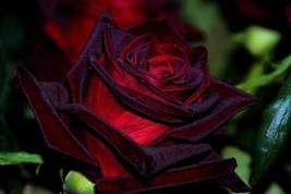 JGBOS Sell Black Magic Rose Bush Seeds 10Count~Unique~Long Stem~Germination Incl - $8.35