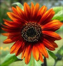 20 Hybrid Orange Sunflower Seeds. Beautiful Vibrant Color . Colorful - £9.41 GBP