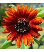 20 Hybrid Orange Sunflower Seeds. Beautiful Vibrant Color . Colorful - £9.42 GBP