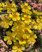 SEED Oxalis Seeds, Yellow Flower with Orange Centre 100 seeds - $5.99