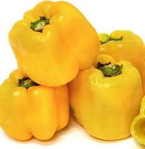 HSeeds Sunbright Sweet Pepper (20 Seeds) - $3.90