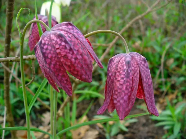 10 Checker Lily Fritillaria Affinis Chocolate Mission Bells Flower Fresh Seeds - £14.37 GBP