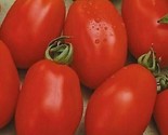 Rio Grande Tomato Seeds 100 Vegetable Garden Culinary Sauce Fast Shipping - $8.99
