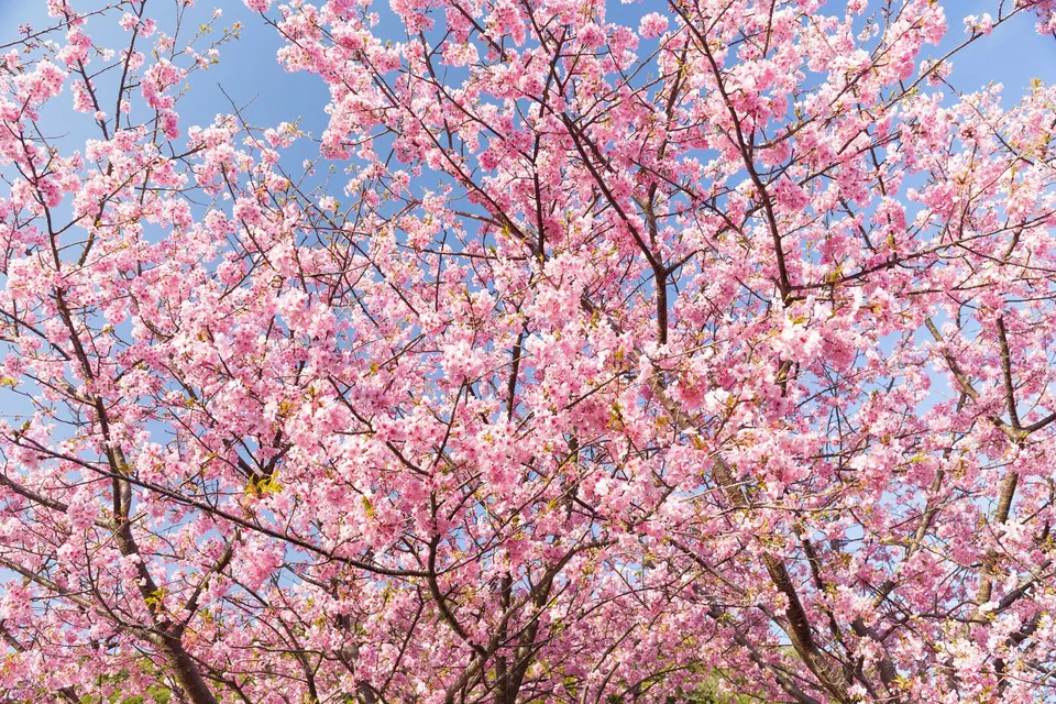 Japanese Cherry Blossom Tree 20 Seeds Fast Shipping - £11.00 GBP