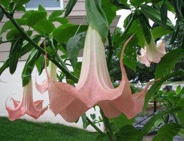 10 Frilly Pink Angel Trumpet Seeds Flowers Seed Brugmansia Datura - £13.18 GBP