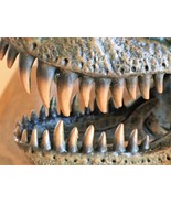 TYRANNOSAURUS T-REX SKULL RESIN LARGE MODEL TOOTH DINOSAUR REPLICA BONE ... - $125.00