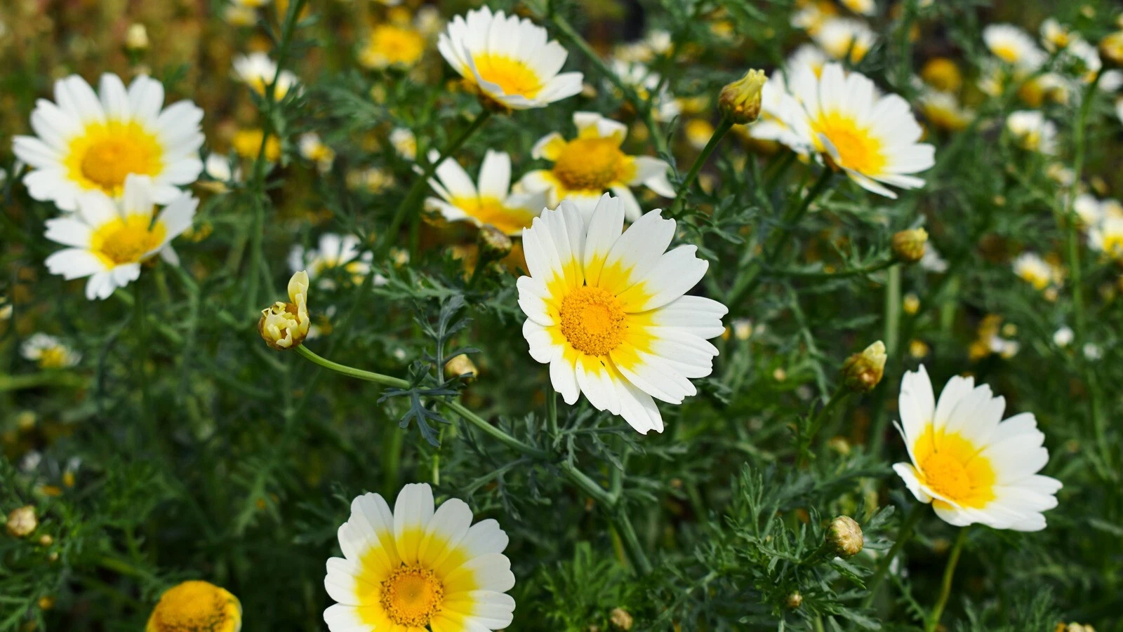 Organic Rau Tan O-Rau T?n  Vegetable Seeds, edible Chrysanthemum, 500+ S... - $13.05