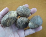 tn-18) 4 large natural Tagua Nut whole nuts for craft Carving Dried plai... - $23.36