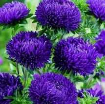30 Seeds Aster Paeony Duchess Dark Blue Aster Callistephus Flower - £6.71 GBP