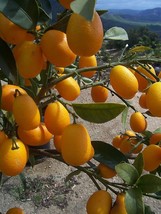 Semi dwarf nagami kumquat orange citrus tree 3 thumb200