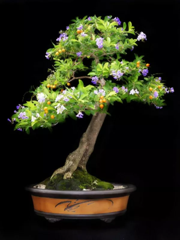 Duranta erecta Golden Dewdrop Bonsai Tree 5 Seeds - £11.77 GBP