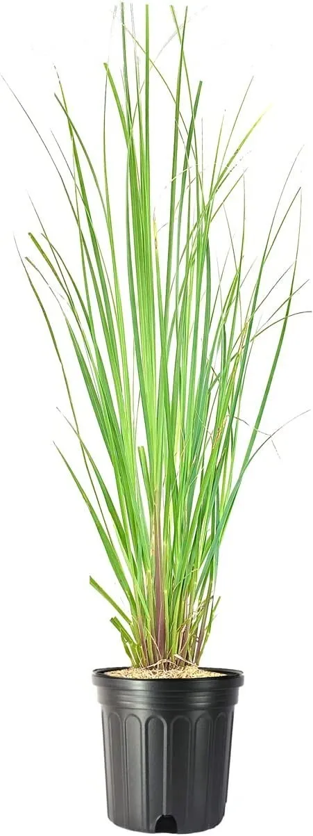 Pampas Grass Large Plant Cortaderia Selloana - £50.63 GBP