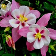 Pink Aquilegia Garden Columbine with white inside, 50 seeds, very beautiful ligh - £2.78 GBP