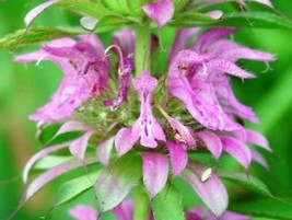 KKG Lemon Mint Flower 100 Seeds Bee Balm Easy Grow - $9.12