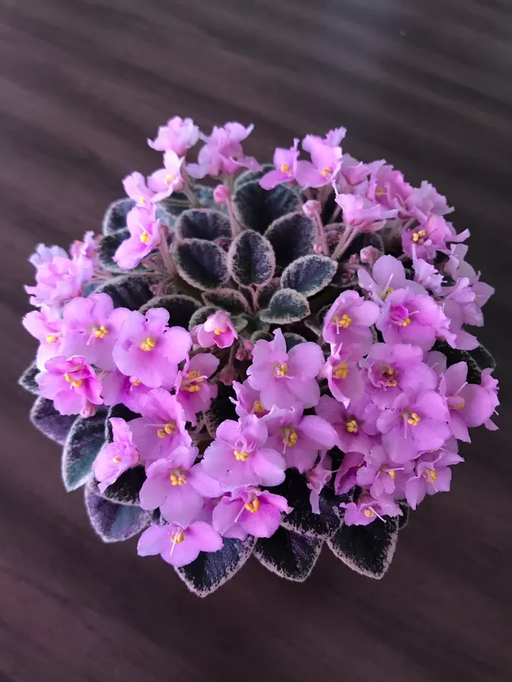 African violet Plant “Cajun&#39;s Lil Joy” Semi miniature - USA Seller  - $38.99