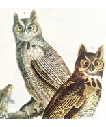 Great Horned Owl Bird 1946 Color Art Print John James Audubon Nature DWV2F - €15,51 EUR