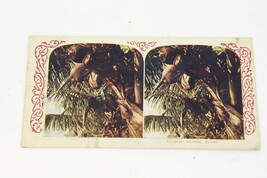 Mexoja Coffee Stereoview Stereoscope Card Coconuts Growing Florida 1900&#39;s - €7,49 EUR